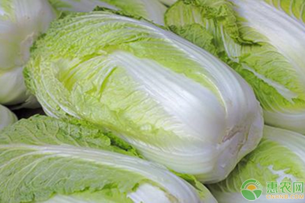 白菜价格行情