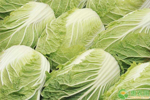 白菜价格行情
