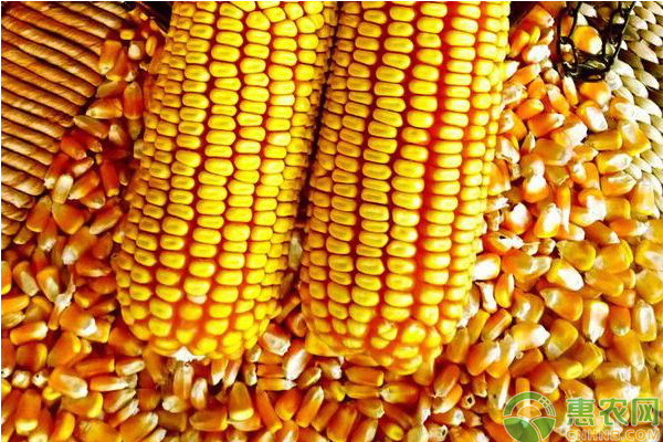 今日玉米价格多少钱一斤？2018下半年玉米价格最新走势分析
