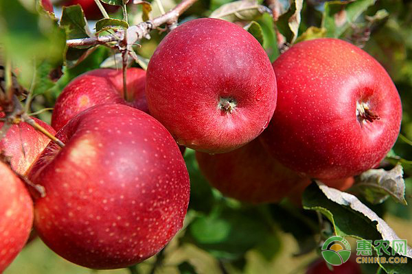 现在苹果多少钱一斤？2018年最新产区苹果价格行情