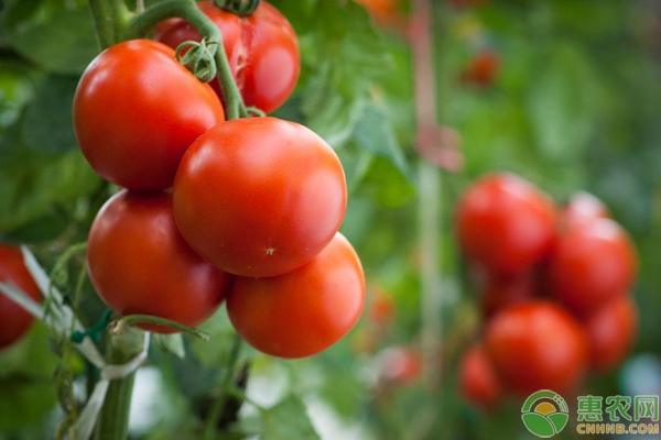 现在西红柿价格多少钱一斤