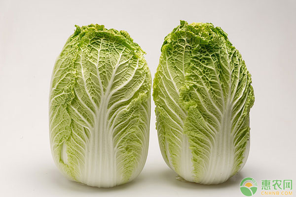 白菜价格