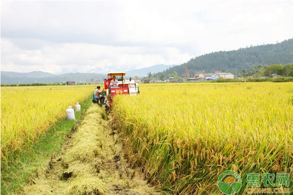 水稻栽培插秧好还是撒种子好？利弊在哪？