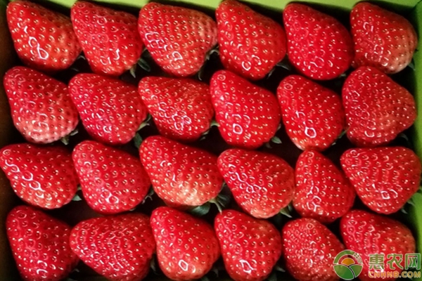 草莓最新价格行情