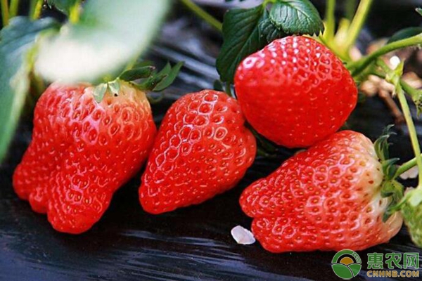草莓最新价格行情