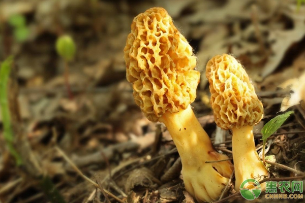 5种农村珍贵食用菌