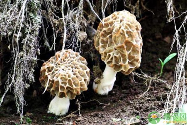 5种农村珍贵食用菌
