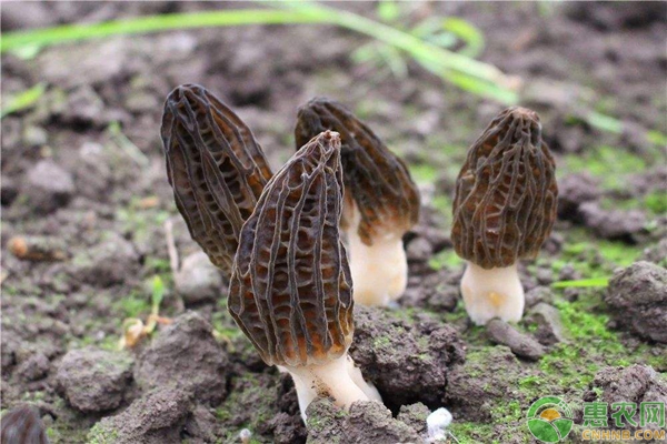5种农村珍贵食用菌