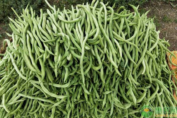 豆角行情