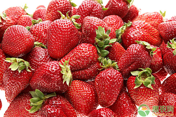 草莓价格
