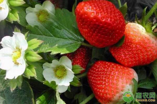 今日草莓多少钱一斤？2018各地草莓价格行情