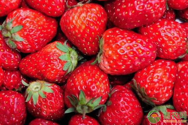 今日草莓多少钱一斤？2018各地草莓价格行情