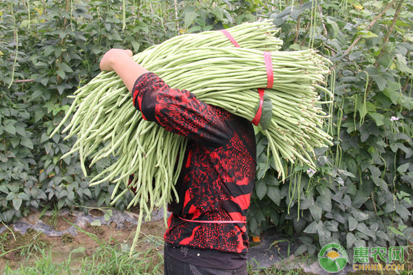 2018最新豆角主产地价格行情