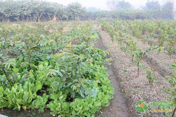现在白菜贵不贵？2018年最新白菜主产地价格行情