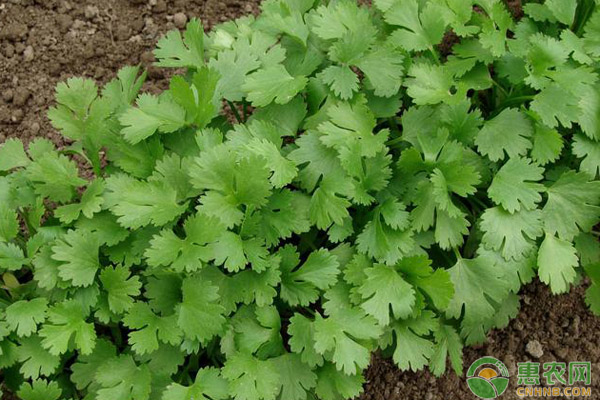 2018年香菜主产地最新价格行情