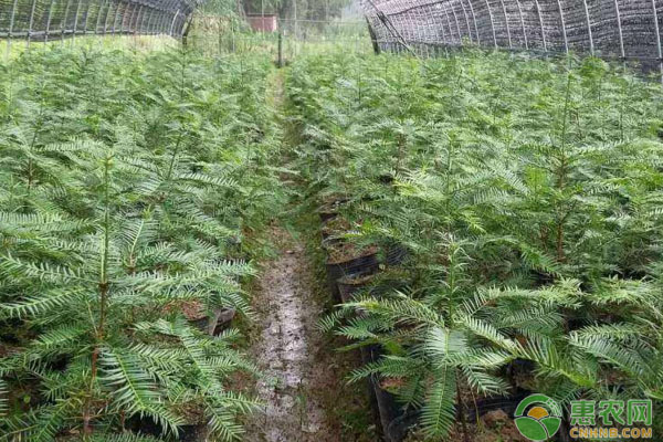 香榧的市场前景