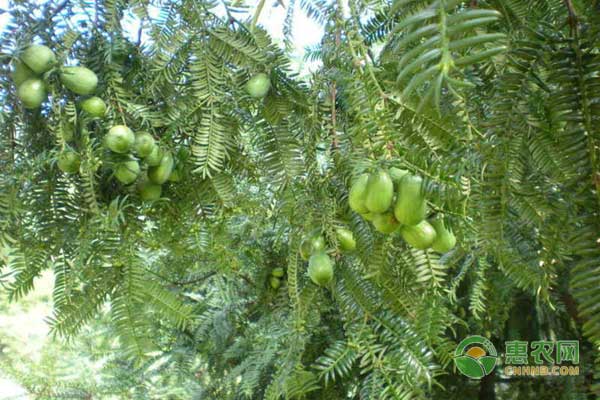 香榧的种植方法和要点