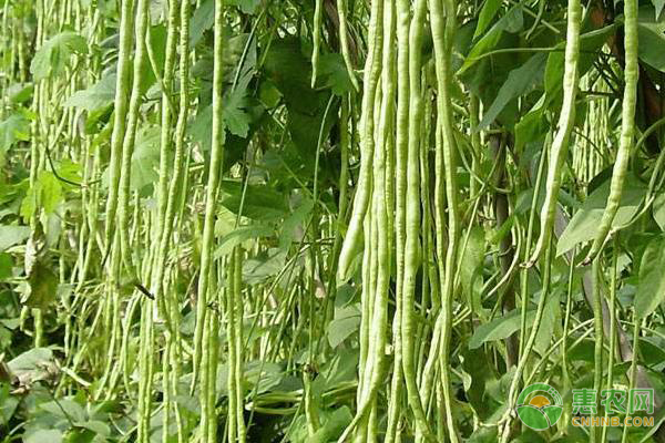 2018年最新产区豆角价格行情