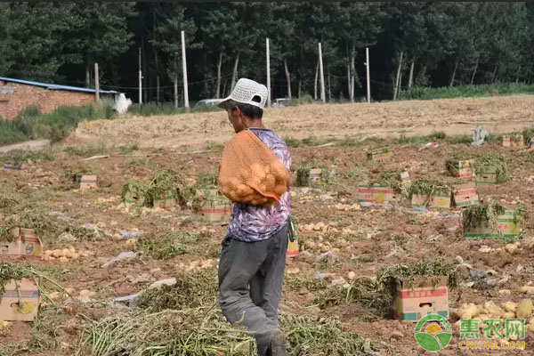 2018最新主产地土豆价格行情汇总