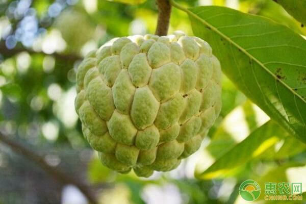 释迦果多少钱一斤？释迦果食用禁忌及防癌抗瘤功效