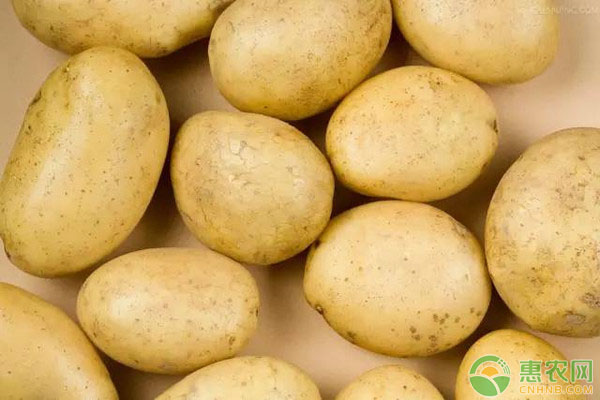 2018年最新土豆价格行情