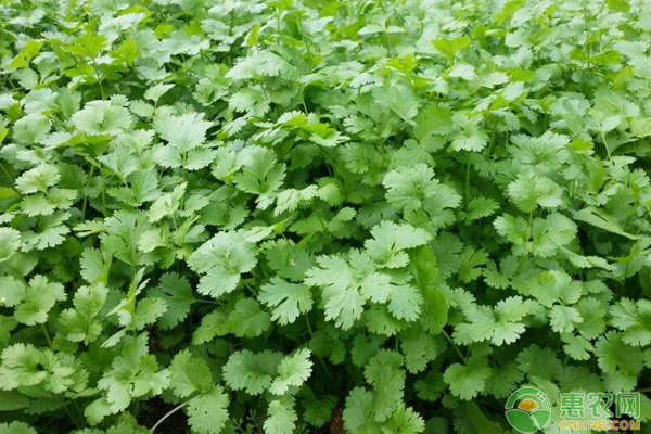 今日香菜价格如何？2018最新香菜主产地价格行情