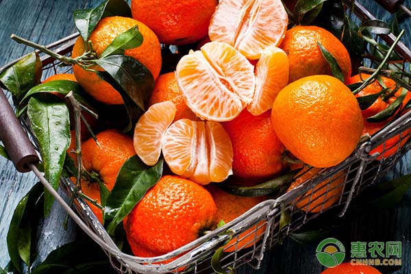 2018年橙子主产地最新价格行情