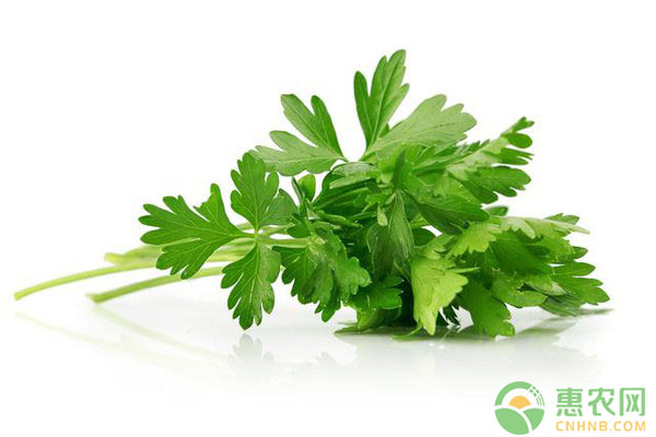 芹菜价格行情