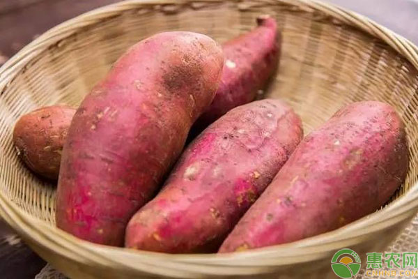 红薯最新价格行情