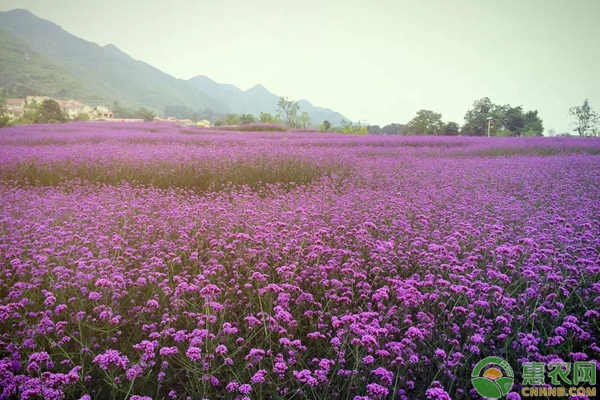 冬季花卉养殖场适合安装地暖吗?
