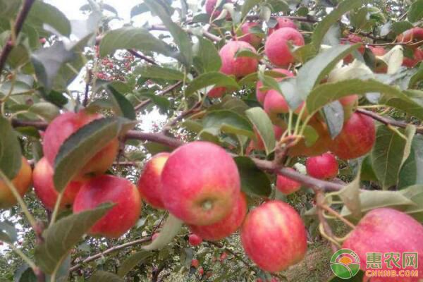今日苹果多少钱一斤？2018年底各地苹果收购行情
