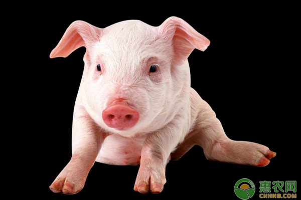 猪流行性感冒症状表现及综合防治措施
