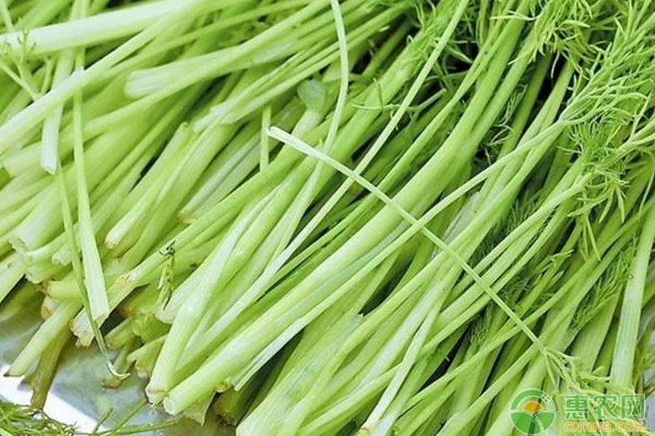 今日芹菜多少一斤？2018年各地芹菜收购行情分析