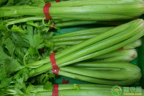 今日芹菜多少一斤？2018年各地芹菜收购行情分析