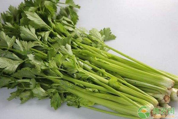 今日芹菜多少一斤？2018年各地芹菜收购行情分析