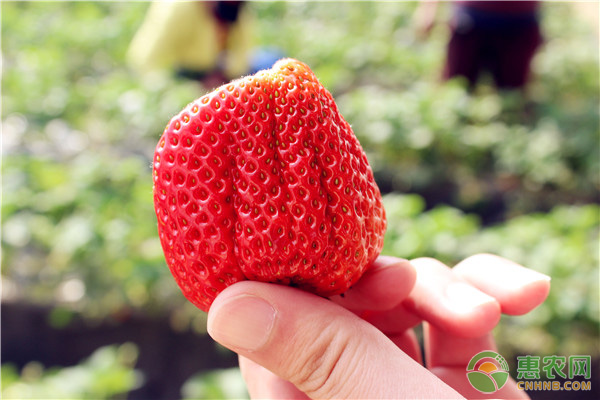 今日草莓多少钱一斤？2018年草莓主产地最新价格行情