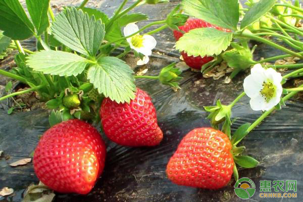 今日草莓多少钱一斤？