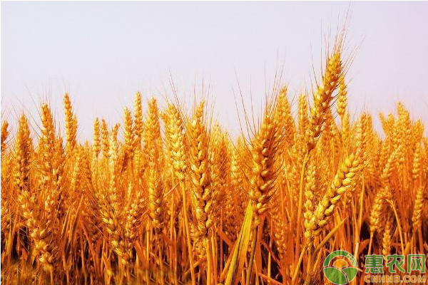 小麦收购价多少钱一斤?2019年春节小麦价格最