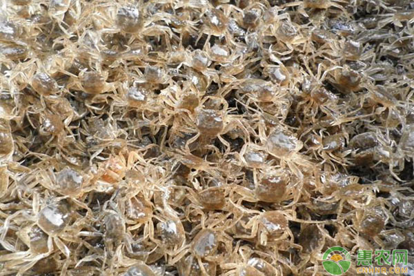 蟹苗最新价格行情