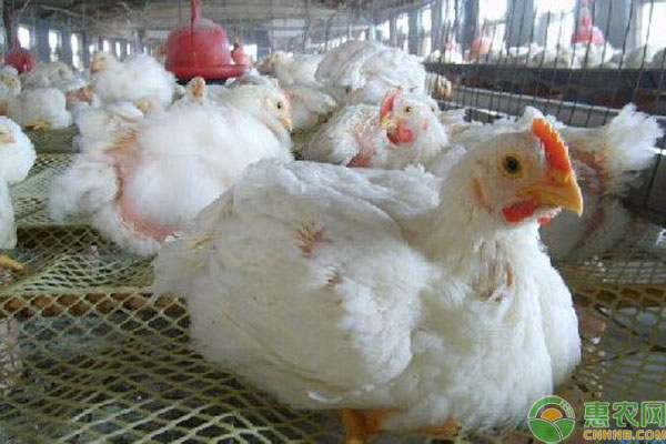 肉毛鸡价格