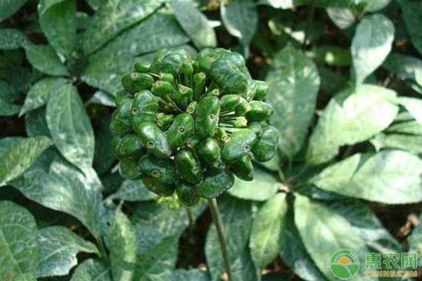 农村这种植物，人称“金不换”，是李时珍钦点的补血药材第一名！