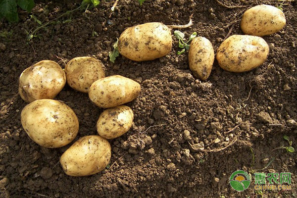 现在土豆贵不贵？2018年最新土豆主产地价格行情汇总