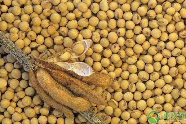 大豆价格