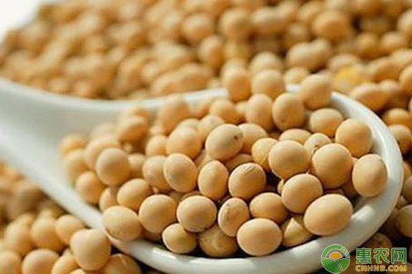 大豆最新行情