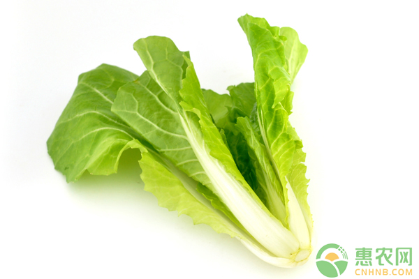 最新白菜价格