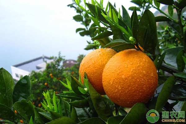 现在橙子多少钱一斤？2018年最新橙子产区价格行情