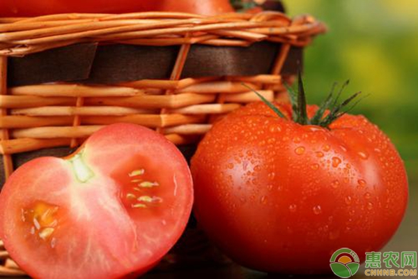 今日国内西红柿主产区价格行情汇总