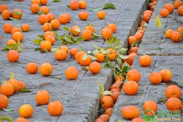 橙子大量上市，今日价格如何？2018最新橙子主产地价格行情分析