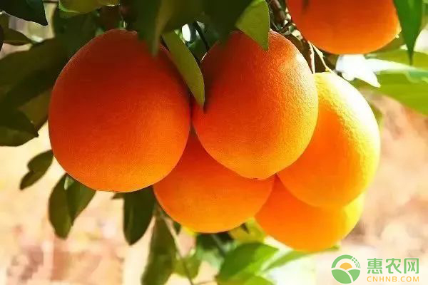橙子大量上市，今日价格如何？2018最新橙子主产地价格行情分析