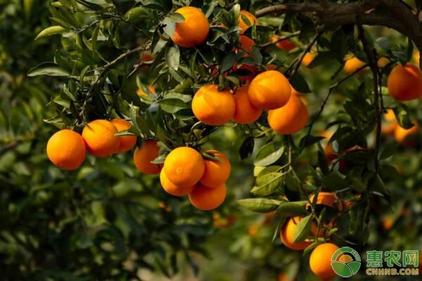 今日橙子多少钱一斤？2018年末各地橙子收购行情分析